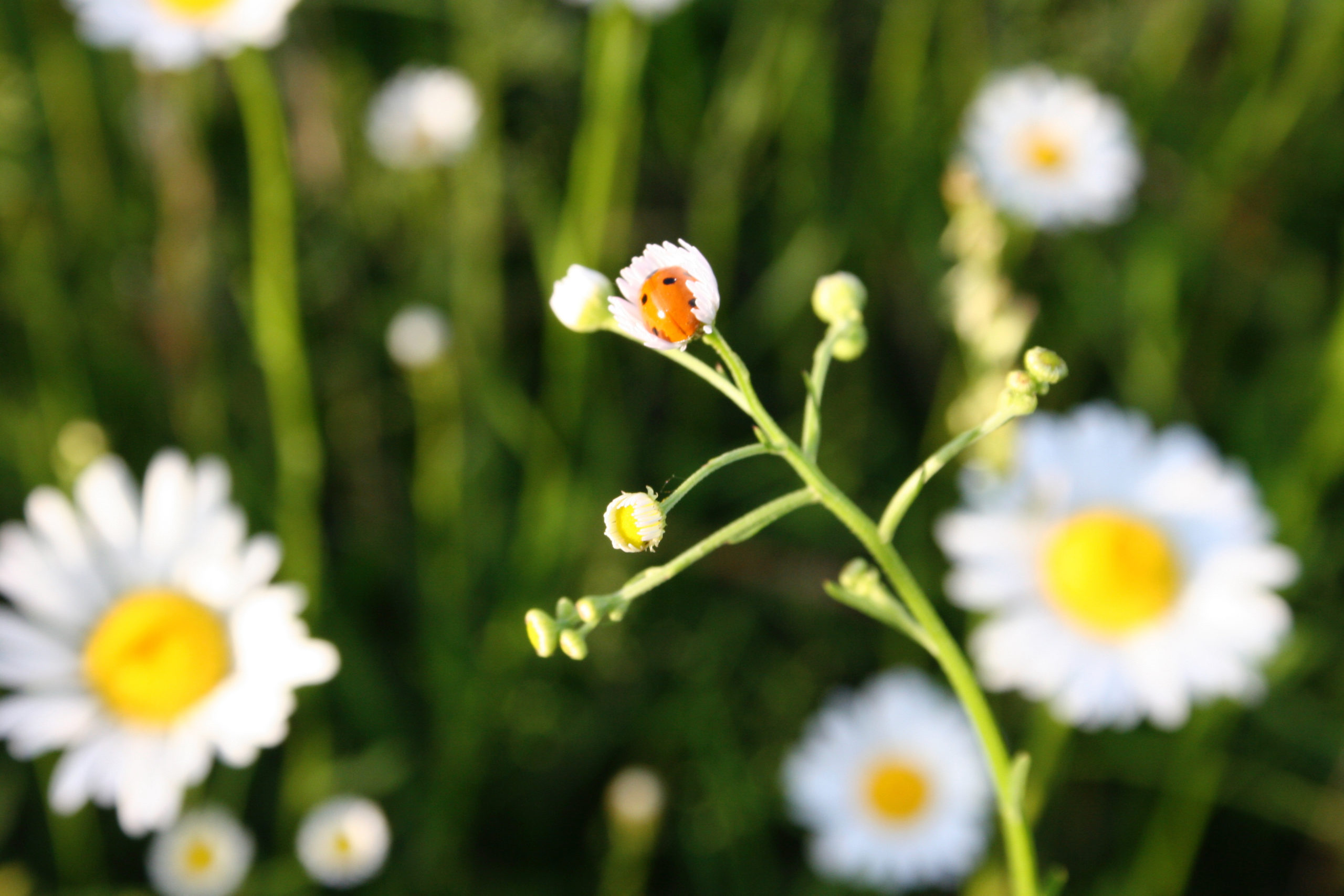 Ladybugs never go out of style, especially all cozied up in a daisy in a field across the street.
