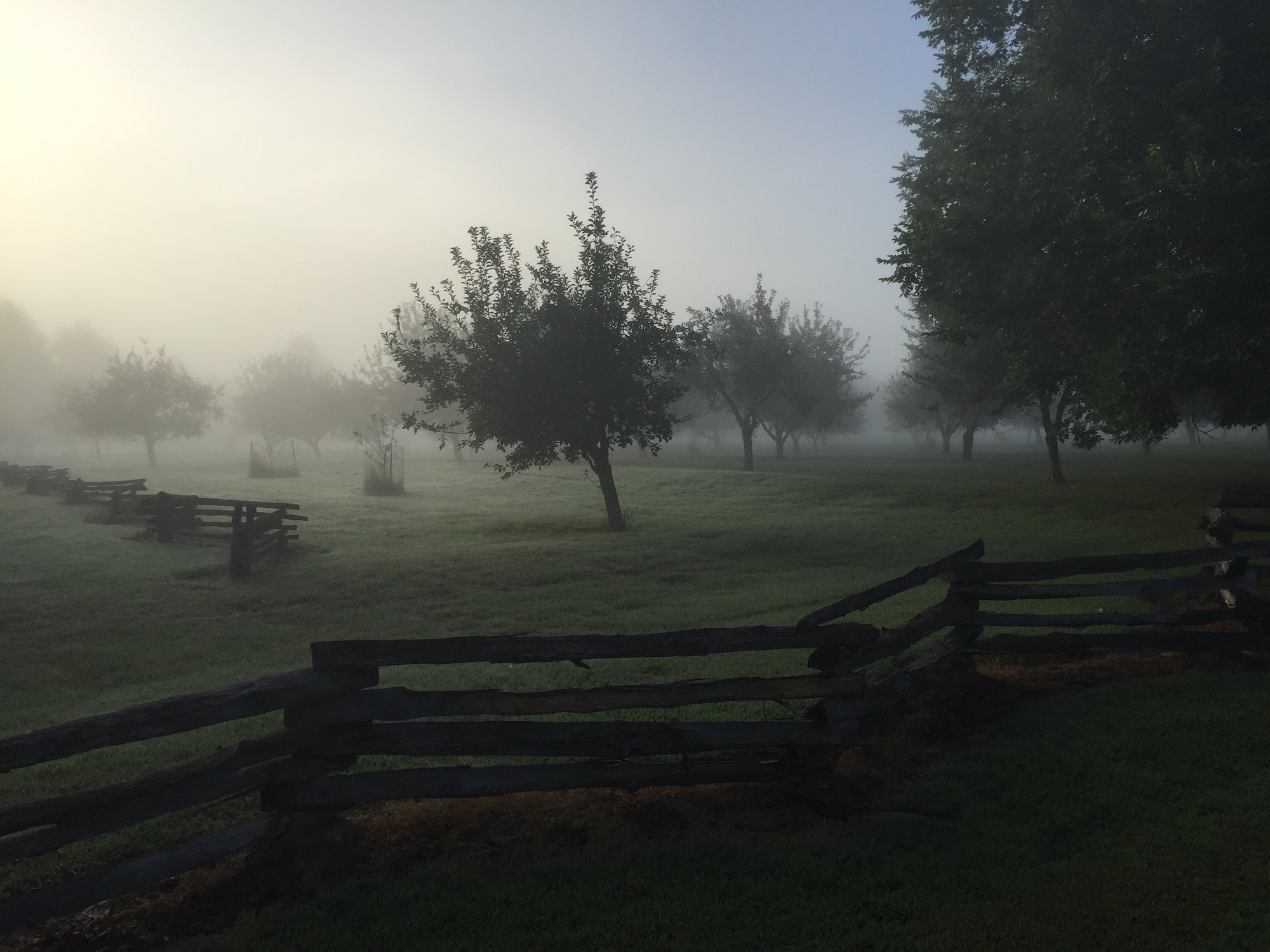 Misty morning in the Borden family apple orchard at the Prairie Grove Battlefield